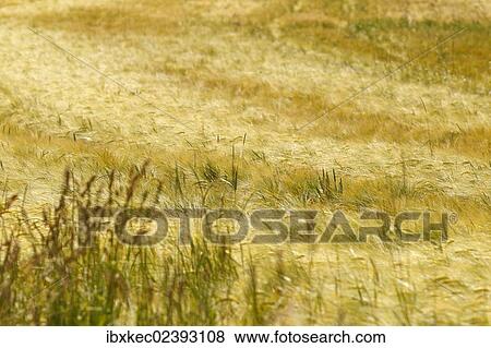 Cornfield View Large Photo Image Stock Photo - Cornfield. Fotosearch
