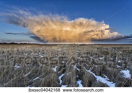 "Cornfield, storm clouds, Spiekeroog, East Frisia, Lower Saxony, Germany, Europe" View Large Photo Image Stock Photo - "Cornfield, storm clouds, Spiekeroog, East Frisia, Lower Saxony, Germany, Europe". Fotosearch