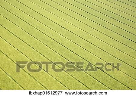 "Cornfield with tractor tracks near Deining, Bavaria, Germany, Europe" View Large Photo Image Stock Photo - "Cornfield with tractor tracks near Deining, Bavaria, Germany, Europe". Fotosearch
