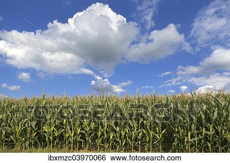 Stock Photograph - "Cornfield (Zea mays subsp. mays) with cloudy sky, Karsberg, Upper Franconia, Bavaria, Germany, Europe". Fotosearch