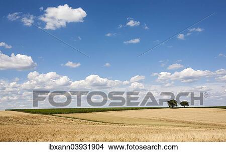 "Cornfields, Walnut Trees (Juglans regia) at the back, Southern Palatinate, Rhineland-Palatinate, Germany, Europe" View Large Photo Image Picture - "Cornfields, Walnut Trees (Juglans regia) at the back, Southern Palatinate, Rhineland-Palatinate, Germany, Europe". Fotosearch