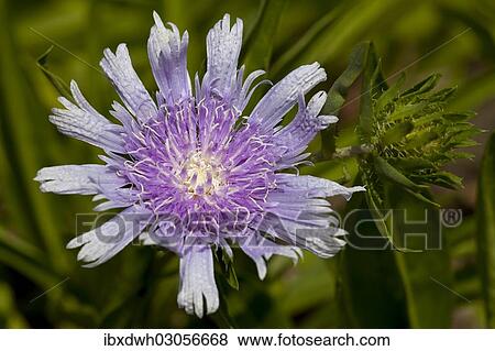 Stock Photo - "Cornflower Aster or Stokes' Aster (Stokesia laevis), flowering". Fotosearch