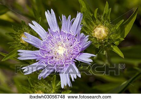 "Cornflower Aster or Stokes' Aster (Stokesia laevis), flowering" View Large Photo Image Stock Photo - "Cornflower Aster or Stokes' Aster (Stokesia laevis), flowering". Fotosearch