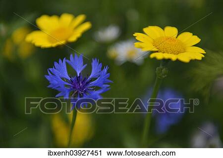 "Cornflower (Centaurea cyanus) and Corn Marigold (Chrysanthemum segetum), Emsland, Lower Saxony, Germany, Europe" View Large Photo Image Stock Image - "Cornflower (Centaurea cyanus) and Corn Marigold (Chrysanthemum segetum), Emsland, Lower Saxony, Germany, Europe". Fotosearch