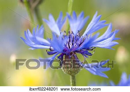 Cornflower (Centaurea cyanus) View Large Photo Image Stock Image - Cornflower (Centaurea cyanus). Fotosearch