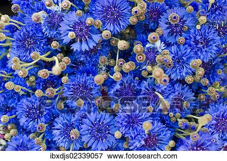 Stock Photo - Cornflower (Centaurea cyanus). Fotosearch