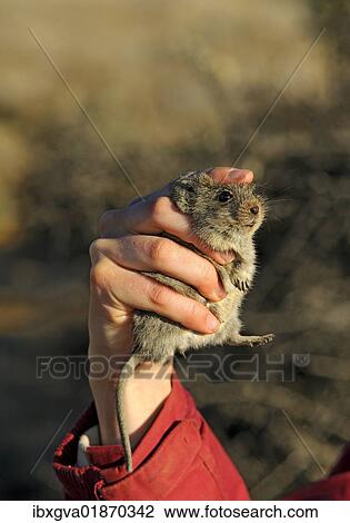 "Correct way of holding a captive Four-Striped Grass Mouse (Rhabdomys pumilio) for scientific investigations, Succulent Karoo Research Station in Goegap Nature Reserve, Namaqualand, South Africa, Africa" View Large Photo Image Stock Image - "Correct way of holding a captive Four-Striped Grass Mouse (Rhabdomys pumilio) for scientific investigations, Succulent Karoo Research Station in Goegap Nature Reserve, Namaqualand, South Africa, Africa". Fotosearch