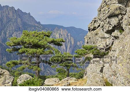Stock Photography - "Corsican Pine (Pinus nigra subsp. laricio) at the Col de Bavella, Bavella Massif, Corse-du-Sud, Corsica, France, Europe". Fotosearch