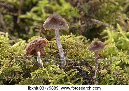 "Cortinar or Webcap Mushrooms (Cortinarius subsertipes), Baden-Wurttemberg, Germany, Europe" View Large Photo Image Stock Photo - "Cortinar or Webcap Mushrooms (Cortinarius subsertipes), Baden-Wurttemberg, Germany, Europe". Fotosearch