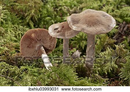 "Cortinarius pseudosalor, Baden-Wurttemberg, Germany, Europe" View Large Photo Image Stock Image - "Cortinarius pseudosalor, Baden-Wurttemberg, Germany, Europe". Fotosearch