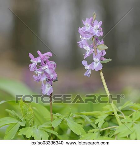 Stock Image - "Corydalis (Corydalis cava), Hainich National Park, near Eisenach, Thuringia, Germany, Europe". Fotosearch