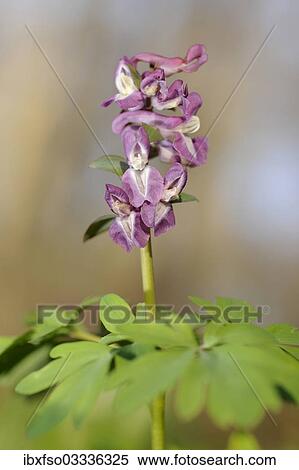 "Corydalis (Corydalis cava), Hainich National Park, Thuringia, Germany, Europe" View Large Photo Image Stock Photography - "Corydalis (Corydalis cava), Hainich National Park, Thuringia, Germany, Europe". Fotosearch
