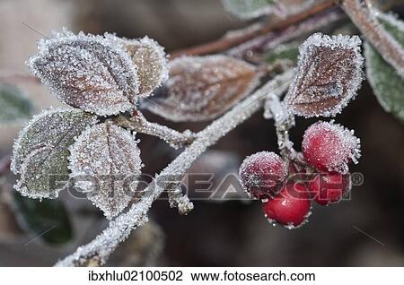 Stock Image - "Cotoneaster (Cotoneaster sp. ), with the first frost on leaves and berries, Untergroeningen, Baden-Wuerttemberg, Germany, Europe". Fotosearch