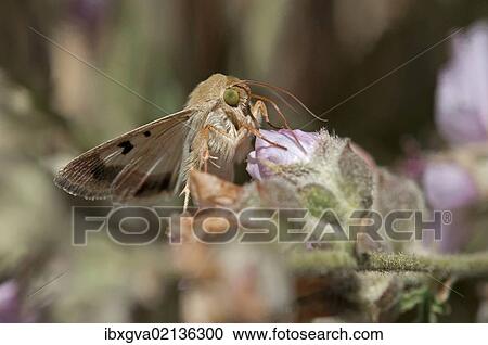 Stock Image - "Cotton Bollworm Moth (Helicoverpa amigera), Hantam National Botanical Garden, Nieuwoudtville, Namaqualand, South Africa, Africa". Fotosearch