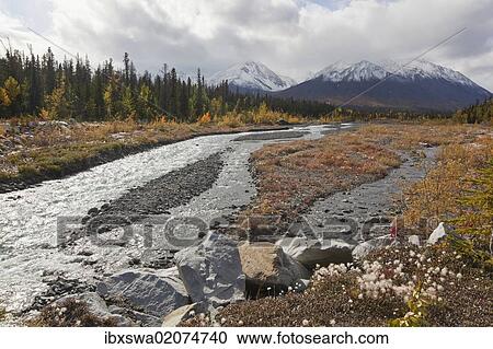 "Cotton grass at Quill Creek, autumn, fall colours, Indian Summer, St. Elias Mountains, Kluane Range behind, Kluane National Park and Reserve, Yukon Territory, Canada, North America" View Large Photo Image Stock Image - "Cotton grass at Quill Creek, autumn, fall colours, Indian Summer, St. Elias Mountains, Kluane Range behind, Kluane National Park and Reserve, Yukon Territory, Canada, North America". Fotosearch