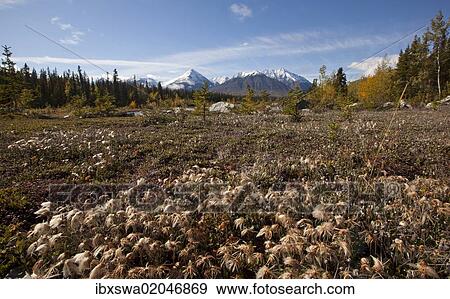 "Cotton grass at Quill Creek, autumn, fall colours, Indian summer, St. Elias Mountains, Kluane National Park and Reserve behind, Yukon Territory, Canada, North America" View Large Photo Image Stock Photo - "Cotton grass at Quill Creek, autumn, fall colours, Indian summer, St. Elias Mountains, Kluane National Park and Reserve behind, Yukon Territory, Canada, North America". Fotosearch