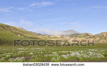 "Cotton grass at the edge of the Laugahraun lava field, Landmannalaugar, Southern Region, Iceland, Europe" View Large Photo Image Stock Photo - "Cotton grass at the edge of the Laugahraun lava field, Landmannalaugar, Southern Region, Iceland, Europe". Fotosearch