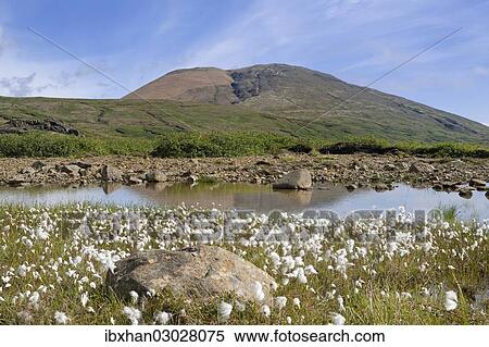 "Cotton grass beside a small pond, Hvannagil, Iceland, Europe" View Large Photo Image Stock Photography - "Cotton grass beside a small pond, Hvannagil, Iceland, Europe". Fotosearch
