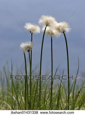Stock Photo - "Cotton grass (Eriophorum) at a small lake, Schladminger Tauern mountain range, Styria, Austria, Europe". Fotosearch