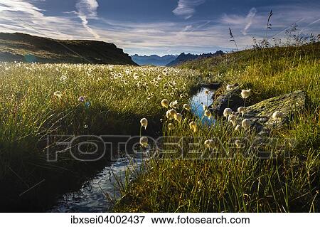 "Cotton Grass (Eriophorum) with stream and mountain peaks, Gargellen, Montafon, Vorarlberg, Austria, Europe" View Large Photo Image Stock Photo - "Cotton Grass (Eriophorum) with stream and mountain peaks, Gargellen, Montafon, Vorarlberg, Austria, Europe". Fotosearch