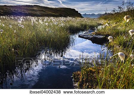 "Cotton Grass (Eriophorum) with stream and mountains, Gargellen, Montafon, Vorarlberg, Austria, Europe" View Large Photo Image Stock Photo - "Cotton Grass (Eriophorum) with stream and mountains, Gargellen, Montafon, Vorarlberg, Austria, Europe". Fotosearch