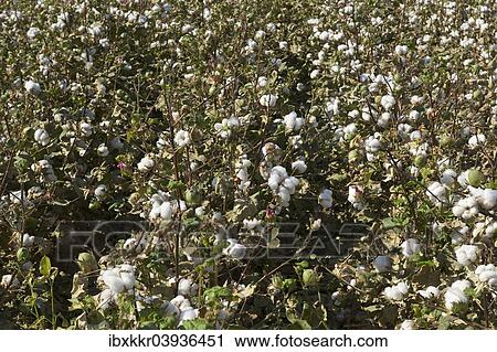 "Cotton plants (Gossypium), cotton field, Uzbekistan, Asia" View Large Photo Image Stock Image - "Cotton plants (Gossypium), cotton field, Uzbekistan, Asia". Fotosearch