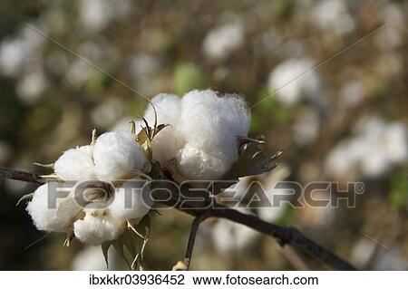 "Cotton plants (Gossypium), cotton field, Uzbekistan, Asia" View Large Photo Image Stock Image - "Cotton plants (Gossypium), cotton field, Uzbekistan, Asia". Fotosearch
