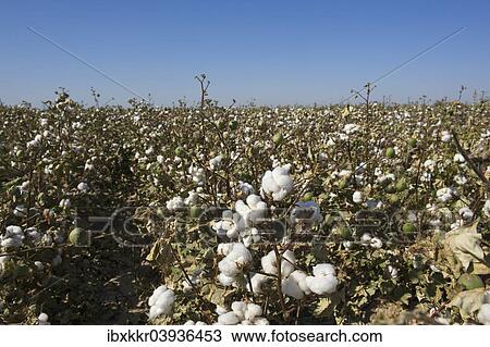 "Cotton plants (Gossypium), cotton field, Uzbekistan, Asia" View Large Photo Image Stock Image - "Cotton plants (Gossypium), cotton field, Uzbekistan, Asia". Fotosearch