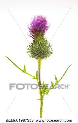 Stock Image - "Cotton Thistle (Onopordum acanthium), medicinal plant". Fotosearch