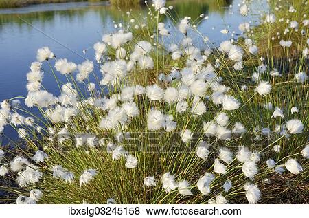 "Cottongrass (Eriophorum sp. ), flowering perennial in a bog pond in Grundbeckenmoor marsh, Inntal, Voralpenland, Raubling, Upper Bavaria, Bavaria, Germany, Europe" View Large Photo Image Stock Photo - "Cottongrass (Eriophorum sp. ), flowering perennial in a bog pond in Grundbeckenmoor marsh, Inntal, Voralpenland, Raubling, Upper Bavaria, Bavaria, Germany, Europe". Fotosearch