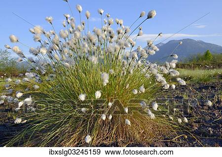 "Cottongrass (Eriophorum sp. ), flowering perennial in a peat bog in Grundbeckenmoor marsh, Inntal, Voralpenland, Raubling, Upper Bavaria, Bavaria, Germany, Europe" View Large Photo Image Stock Photo - "Cottongrass (Eriophorum sp. ), flowering perennial in a peat bog in Grundbeckenmoor marsh, Inntal, Voralpenland, Raubling, Upper Bavaria, Bavaria, Germany, Europe". Fotosearch