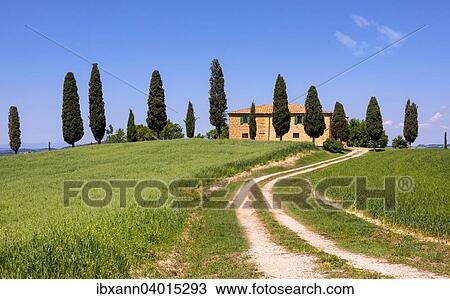 "Country estate with cypress trees, Val d'Orcia, near Pienza, Province of Siena, Tuscany, Italy, Europe" View Large Photo Image Stock Image - "Country estate with cypress trees, Val d'Orcia, near Pienza, Province of Siena, Tuscany, Italy, Europe". Fotosearch