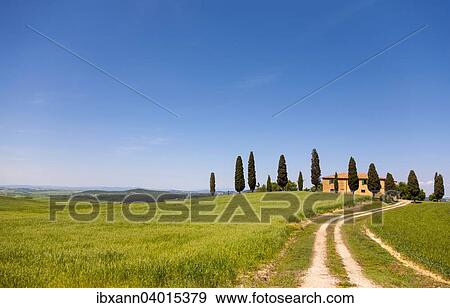 "Country estate with cypress trees, Val d'Orcia, near Pienza, Province of Siena, Tuscany, Italy, Europe" View Large Photo Image Stock Photo - "Country estate with cypress trees, Val d'Orcia, near Pienza, Province of Siena, Tuscany, Italy, Europe". Fotosearch
