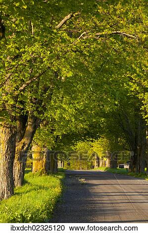 "Country road, evening light, Farnham, Quebec, Canada, North America" View Large Photo Image Stock Image - "Country road, evening light, Farnham, Quebec, Canada, North America". Fotosearch