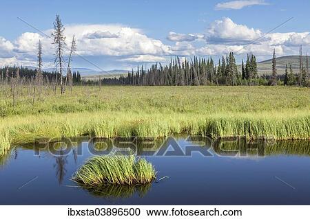 "Countryside at the Taylor Highway, near the Chicken settlement, Alaska, United States, North America" View Large Photo Image Stock Image - "Countryside at the Taylor Highway, near the Chicken settlement, Alaska, United States, North America". Fotosearch