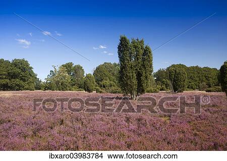 "Countryside with flowering Heather (Calluna vulgaris) and Juniper, Luneburg Heath Nature Park, near Undeloh, Lower Saxony, Germany, Europe" View Large Photo Image Picture - "Countryside with flowering Heather (Calluna vulgaris) and Juniper, Luneburg Heath Nature Park, near Undeloh, Lower Saxony, Germany, Europe". Fotosearch