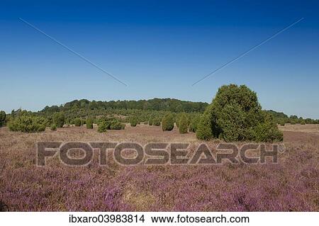 "Countryside with flowering Heather (Calluna vulgaris) and Juniper, Luneburg Heath Nature Park, near Undeloh, Lower Saxony, Germany, Europe" View Large Photo Image Picture - "Countryside with flowering Heather (Calluna vulgaris) and Juniper, Luneburg Heath Nature Park, near Undeloh, Lower Saxony, Germany, Europe". Fotosearch