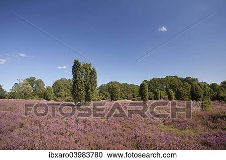 "Countryside with flowering Heather (Calluna vulgaris) and Juniper, Luneburg Heath Nature Park, near Undeloh, Lower Saxony, Germany, Europe" View Large Photo Image Stock Image - "Countryside with flowering Heather (Calluna vulgaris) and Juniper, Luneburg Heath Nature Park, near Undeloh, Lower Saxony, Germany, Europe". Fotosearch