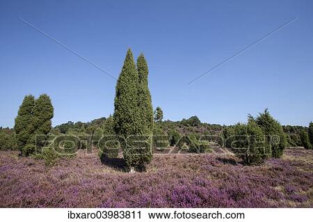"Countryside with flowering Heather (Calluna vulgaris) and Juniper, Luneburg Heath Nature Park, near Undeloh, Lower Saxony, Germany, Europe" View Large Photo Image Stock Image - "Countryside with flowering Heather (Calluna vulgaris) and Juniper, Luneburg Heath Nature Park, near Undeloh, Lower Saxony, Germany, Europe". Fotosearch