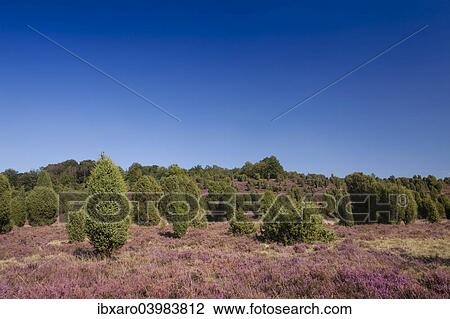 "Countryside with flowering Heather (Calluna vulgaris) and Juniper, Luneburg Heath Nature Park, near Undeloh, Lower Saxony, Germany, Europe" View Large Photo Image Stock Image - "Countryside with flowering Heather (Calluna vulgaris) and Juniper, Luneburg Heath Nature Park, near Undeloh, Lower Saxony, Germany, Europe". Fotosearch