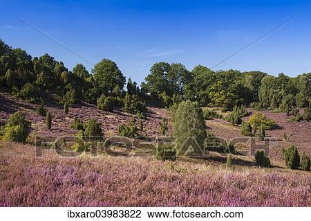 "Countryside with flowering Heather (Calluna vulgaris), heathland bloom season, Luneburg Heath Nature Park, near Undeloh at Totengrund, Lower Saxony, Germany, Europe" View Large Photo Image Stock Image - "Countryside with flowering Heather (Calluna vulgaris), heathland bloom season, Luneburg Heath Nature Park, near Undeloh at Totengrund, Lower Saxony, Germany, Europe". Fotosearch