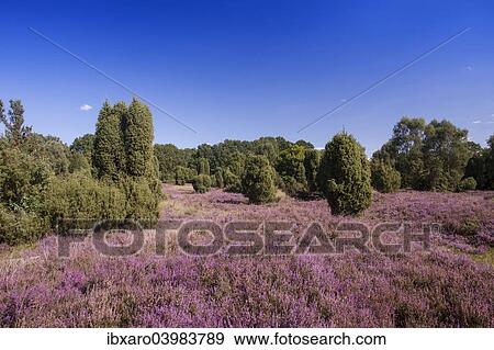 "Countryside with flowering Heather (Calluna vulgaris) and Juniper, Luneburg Heath Nature Park, near Undeloh, Lower Saxony, Germany, Europe" View Large Photo Image Stock Photo - "Countryside with flowering Heather (Calluna vulgaris) and Juniper, Luneburg Heath Nature Park, near Undeloh, Lower Saxony, Germany, Europe". Fotosearch