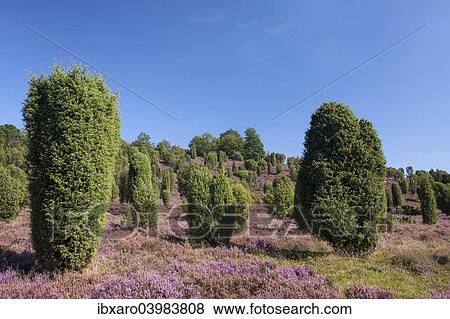 "Countryside with flowering Heather (Calluna vulgaris) and Juniper, Luneburg Heath Nature Park, near Undeloh, Lower Saxony, Germany, Europe" View Large Photo Image Stock Photo - "Countryside with flowering Heather (Calluna vulgaris) and Juniper, Luneburg Heath Nature Park, near Undeloh, Lower Saxony, Germany, Europe". Fotosearch