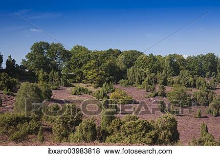 "Countryside with flowering Heather (Calluna vulgaris), heathland bloom season, Luneburg Heath Nature Park, near Undeloh at Totengrund, Lower Saxony, Germany, Europe" View Large Photo Image Stock Photo - "Countryside with flowering Heather (Calluna vulgaris), heathland bloom season, Luneburg Heath Nature Park, near Undeloh at Totengrund, Lower Saxony, Germany, Europe". Fotosearch
