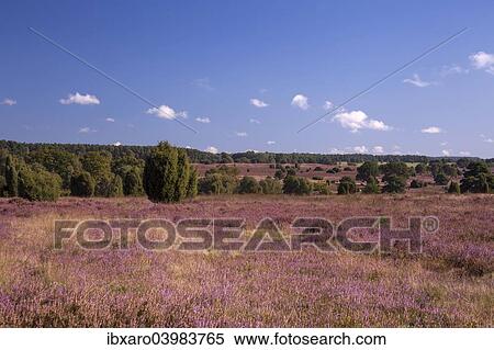 "Countryside with flowering Heather (Calluna vulgaris), heathland bloom season, Luneburg Heath Nature Park, near Schneverdingen, Lower Saxony, Germany, Europe" View Large Photo Image Stock Photography - "Countryside with flowering Heather (Calluna vulgaris), heathland bloom season, Luneburg Heath Nature Park, near Schneverdingen, Lower Saxony, Germany, Europe". Fotosearch