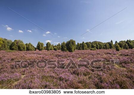 "Countryside with flowering Heather (Calluna vulgaris) and Juniper, Luneburg Heath Nature Park, near Undeloh, Lower Saxony, Germany, Europe" View Large Photo Image Stock Photography - "Countryside with flowering Heather (Calluna vulgaris) and Juniper, Luneburg Heath Nature Park, near Undeloh, Lower Saxony, Germany, Europe". Fotosearch