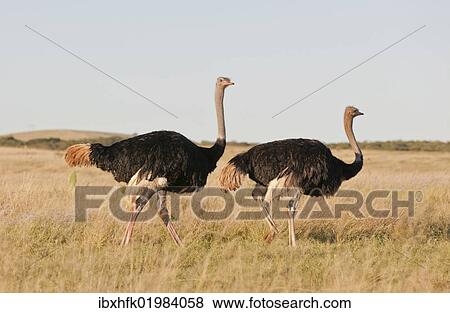 "Couple of Ostriches (Struthio camelus), Addo Elephant Park, South Africa, Africa" View Large Photo Image Stock Photo - "Couple of Ostriches (Struthio camelus), Addo Elephant Park, South Africa, Africa". Fotosearch