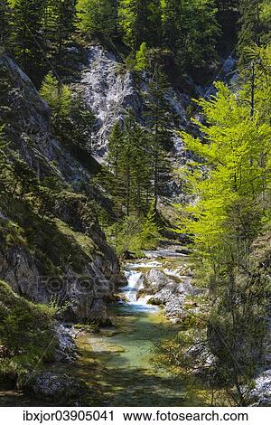 Stock Image - "Course of a stream, Otschergraben, Nature Park Otscher-Tormauer, Otscher, Lower Austria, Austria, Europe". Fotosearch