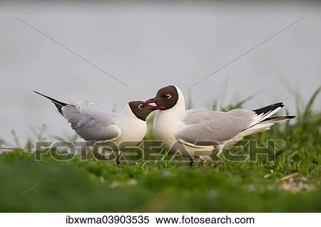 "Courting Black-headed Gulls (Larus ridibundus), Texel, province of North Holland, Holland, The Netherlands, Europe" View Large Photo Image Stock Photography - "Courting Black-headed Gulls (Larus ridibundus), Texel, province of North Holland, Holland, The Netherlands, Europe". Fotosearch