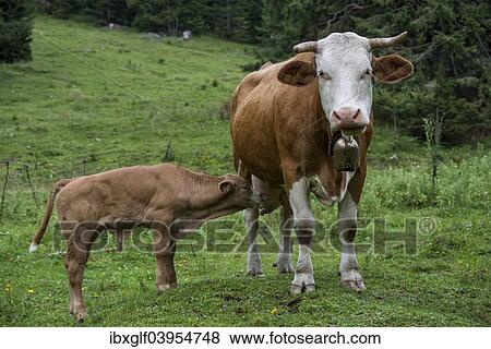 "Cow and a suckling calf, cattle on an alpine meadow, St. Ilgen, Bodenbauer, Joseralm mountain pasture, Styria, Austria, Europe" View Large Photo Image Stock Photo - "Cow and a suckling calf, cattle on an alpine meadow, St. Ilgen, Bodenbauer, Joseralm mountain pasture, Styria, Austria, Europe". Fotosearch